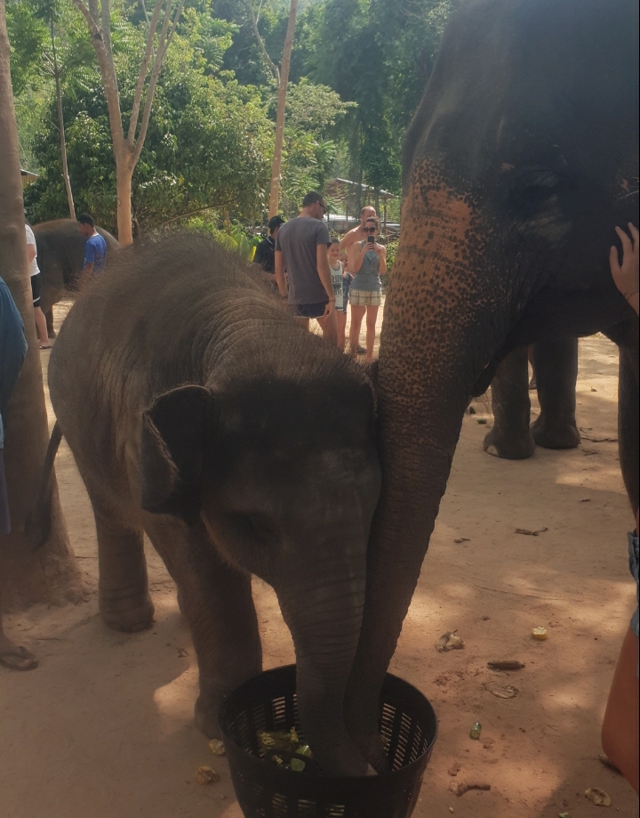 An image of a mother elephant and a baby elephant eating